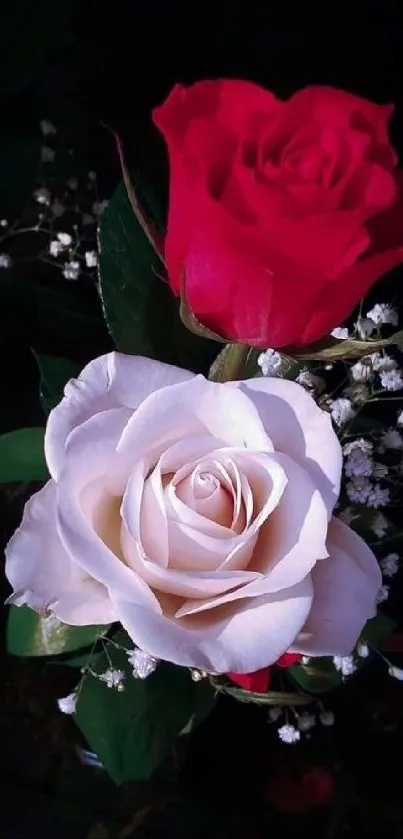 Red and white roses with lush background wallpaper.