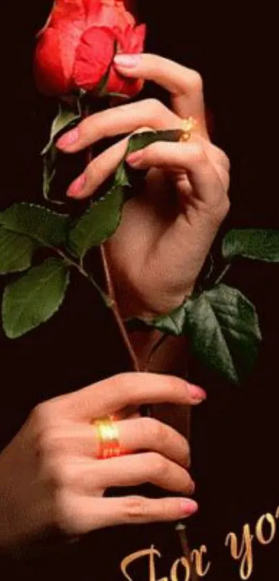 Hands holding a red rose against a dark background.