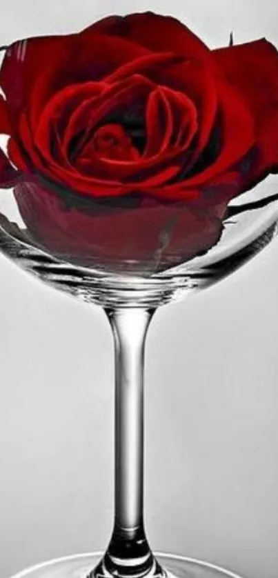 Red rose elegantly placed in a clear wine glass on monochrome background.