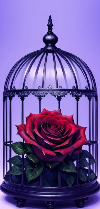 Elegant red rose inside a dark cage on purple background.