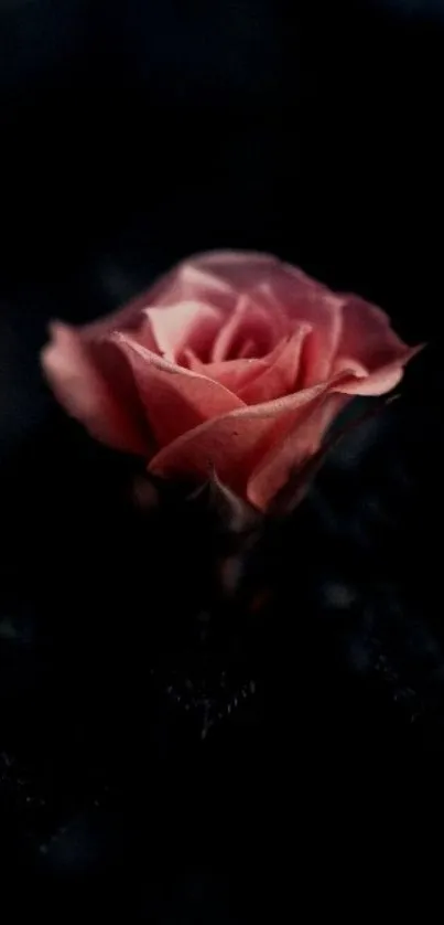 Elegant deep pink rose on dark background mobile wallpaper.