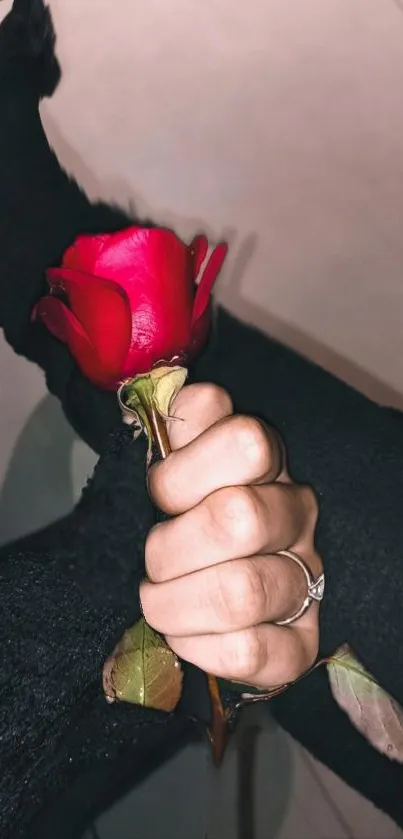 Hand holding red rose against dark background wallpaper.