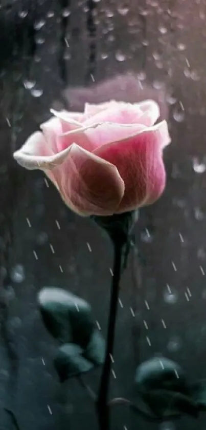 Pink rose against rainy window background.