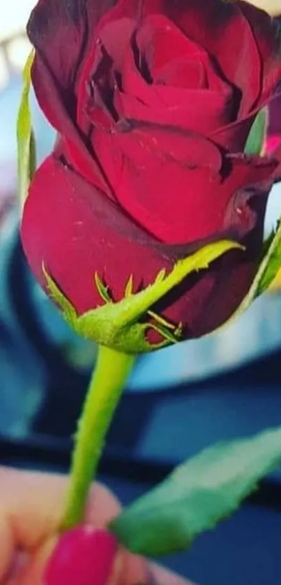 Rich red rose held up close in a natural setting.