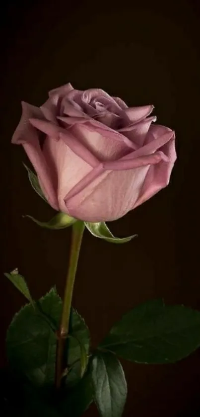 Pink rose against dark background wallpaper.