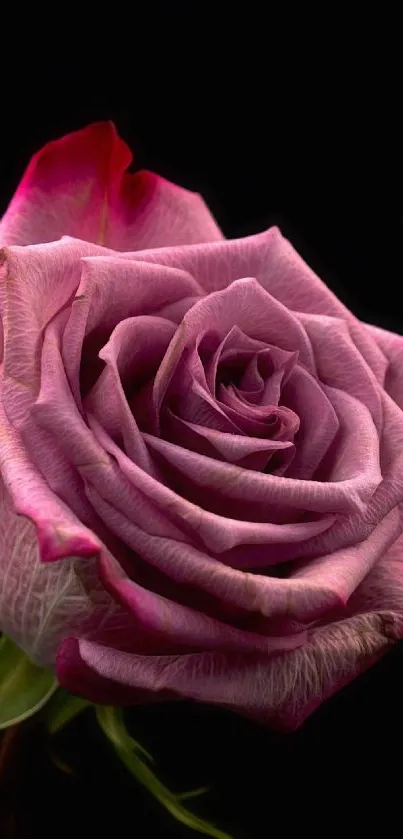 Elegant pink rose on a black background mobile wallpaper.