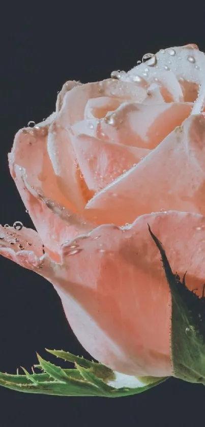 Pink rose with dew on dark background mobile wallpaper.