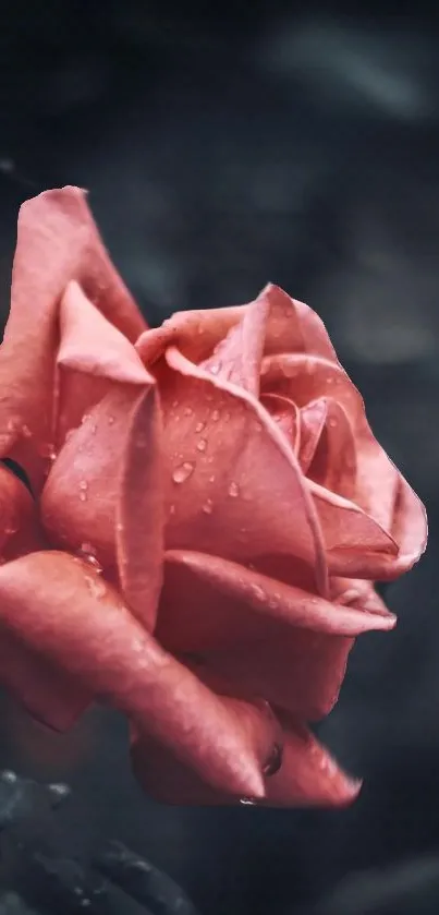 Elegant pink rose with dewdrops on petals against a dark background.