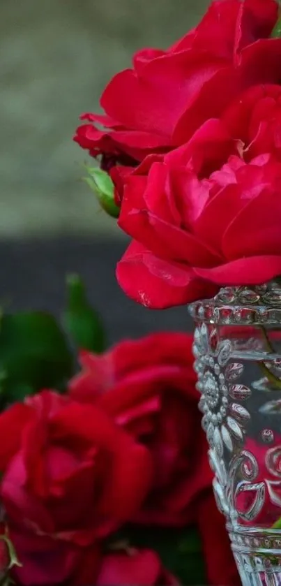 Vibrant red roses in a glass vase, perfect for mobile wallpaper.