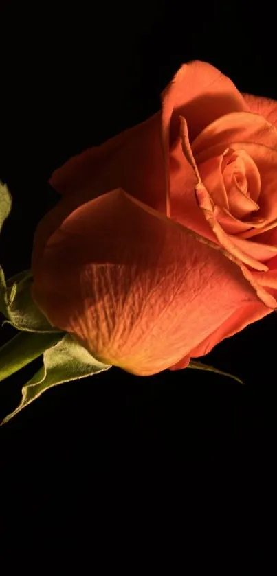 Orange rose on black background wallpaper.