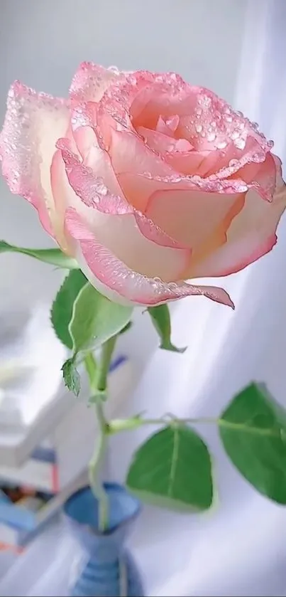 A pink-tipped rose with dewdrops in a blue vase, against a soft blurred background.