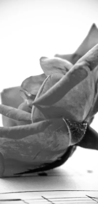 Monochrome rose resting on sheet music with elegant style.