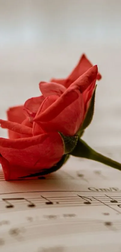 Red rose resting on music sheet with notes.