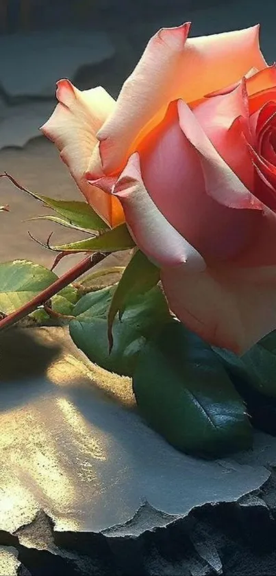 Elegant rose on a rustic surface wallpaper.