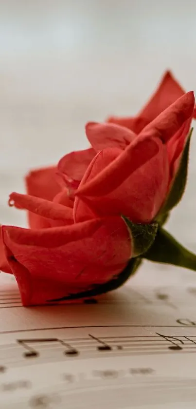 Red rose laying on sheet music, creating a romantic ambiance.