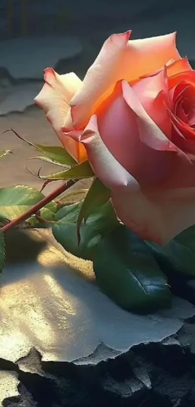 Beautiful rose resting on textured surface background.