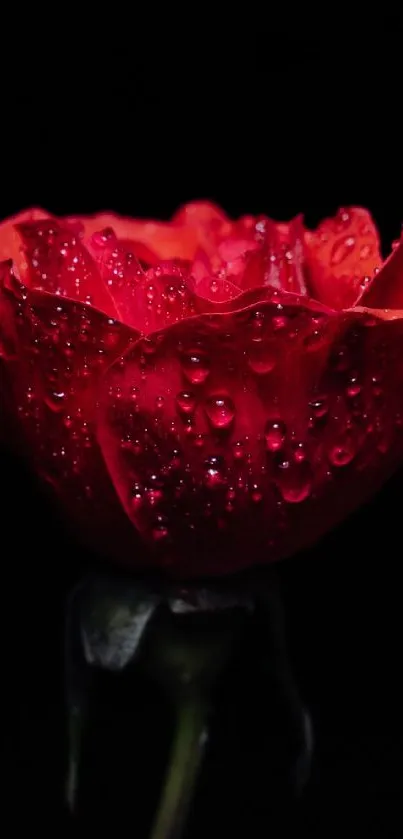 Red rose with dewdrops on dark background mobile wallpaper.