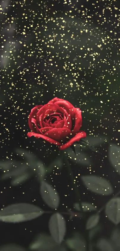 Red rose with golden sparkles on a dark background, creating an elegant effect.