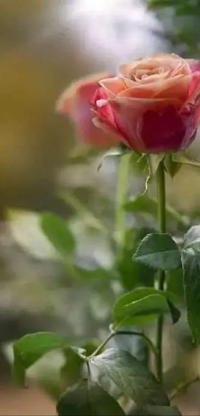 Close-up of an elegant rose with green leaves and soft focus background.