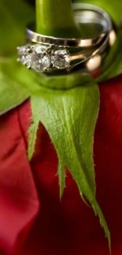 Wedding rings on a red rose for mobile wallpaper.