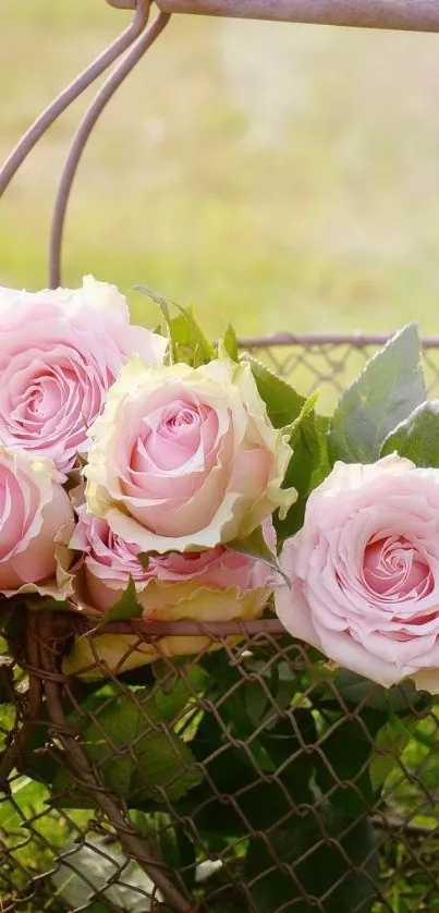 Soft pink roses in a rustic basket, perfect for a mobile wallpaper.