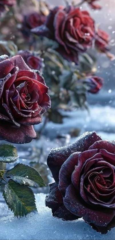 Deep red roses covered in snowflakes in winter.