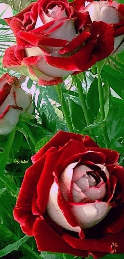 Elegant red roses with green leaves wallpaper.