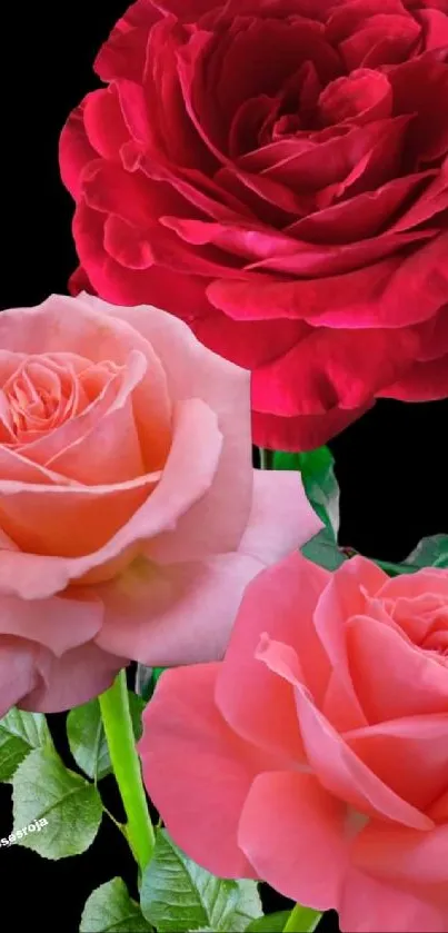 Elegant red and pink roses with a black background wallpaper.