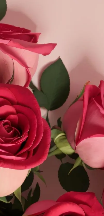 Elegant red roses against soft pink background.