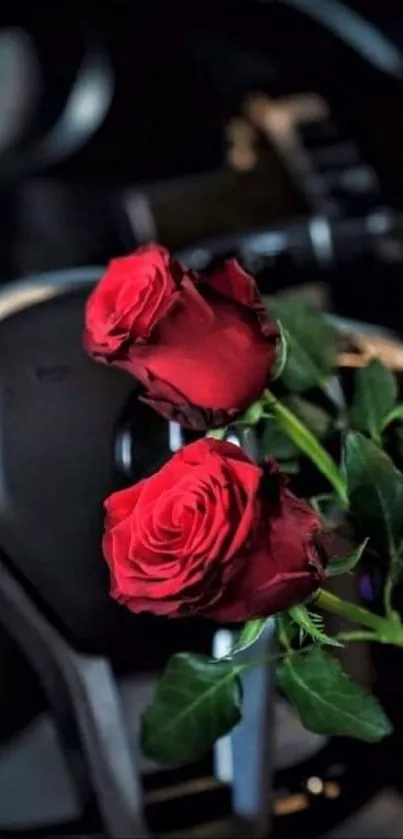 Elegant red roses on a dark backdrop.