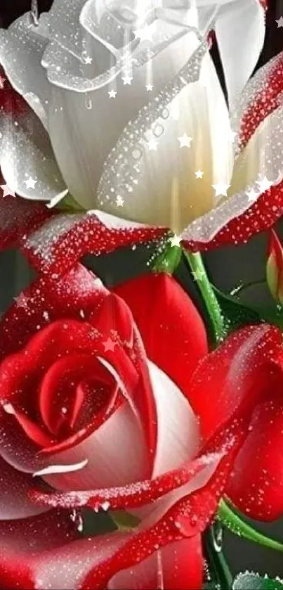 Elegant mobile wallpaper with dewy red and white roses on a dark background.