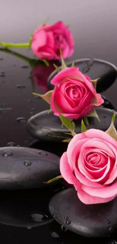 Pink roses on smooth black stones with water droplets.