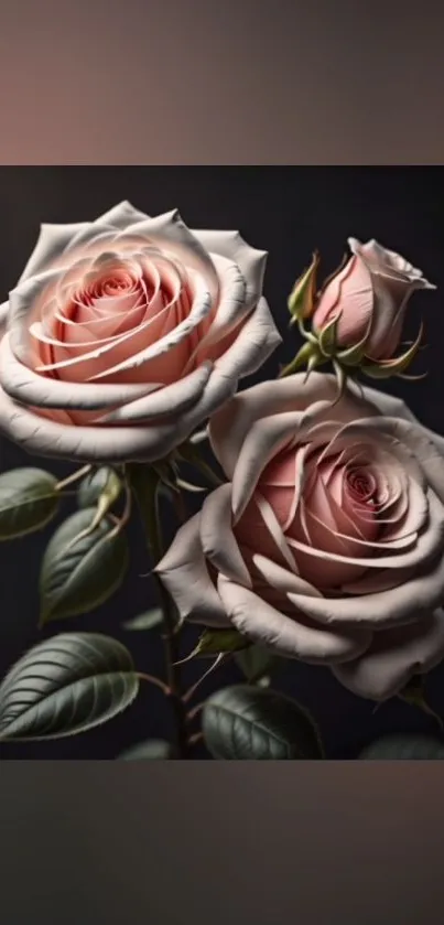 Elegant pink roses on a dark background, perfect for mobile wallpapers.