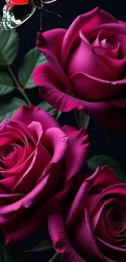 Three deep pink roses with butterfly in a dark background.