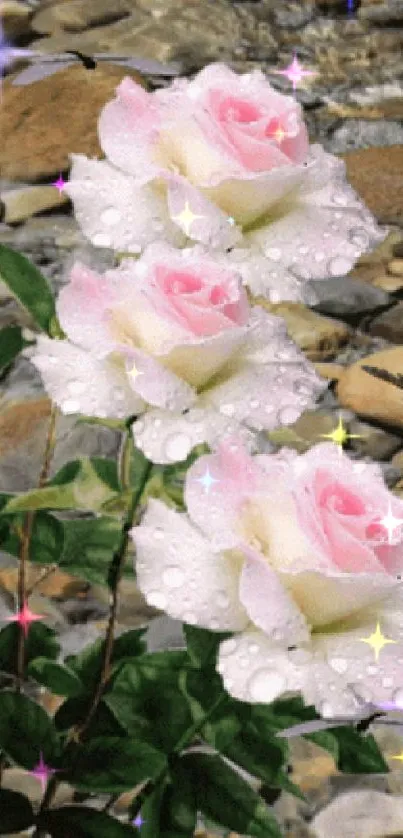 Pale pink roses with water droplets on stones.