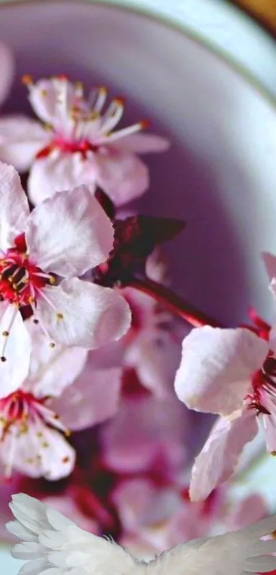 Sakura blossoms on a mobile wallpaper, highlighting delicate pink petals.