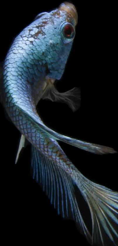 Elegant sapphire fish on a black background wallpaper