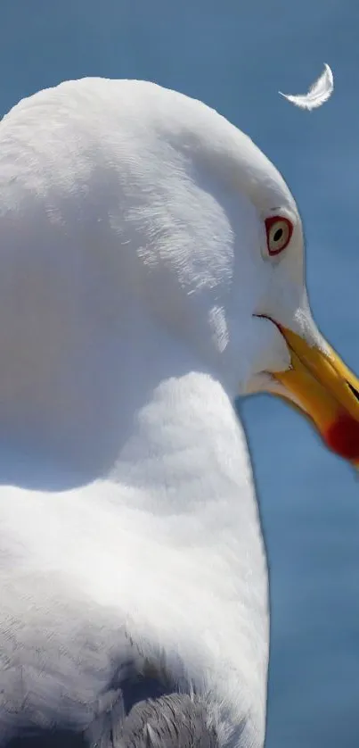 Seagull with a blue sky and feather floating.