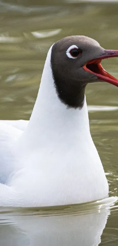 Elegant seagull with open beak on calm water surface.