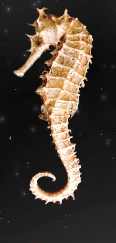 Elegant bronze seahorse against a black background in mobile wallpaper.