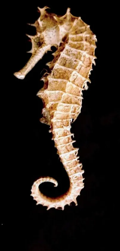 Seahorse on a dark black background, elegant and detailed design.