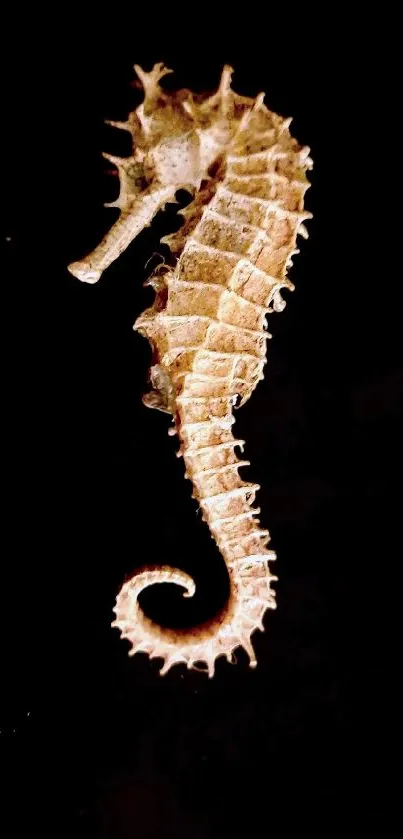 Seahorse on a black background mobile wallpaper.