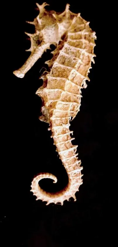 Wallpaper of a seahorse on a black background, highlighting its elegant design.