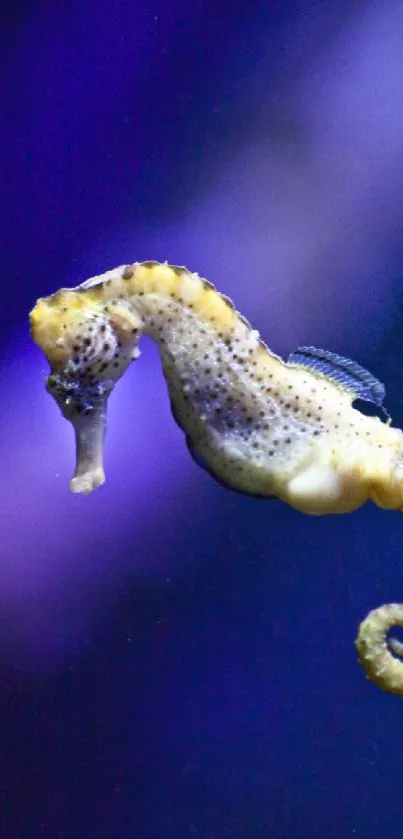 A seahorse gracefully swims against a deep blue background, showcasing marine elegance.