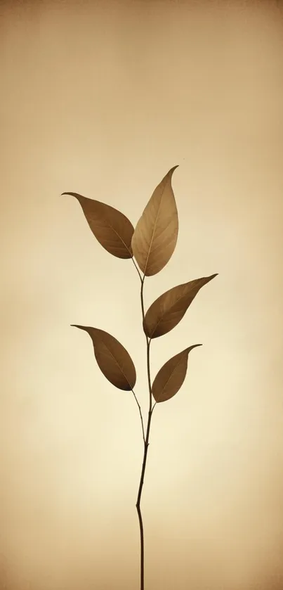 Minimalist sepia-toned leaf against a soft background.