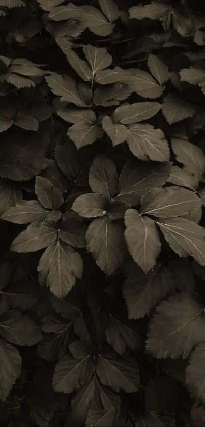 Sepia-toned leaves create an elegant and natural mobile wallpaper.