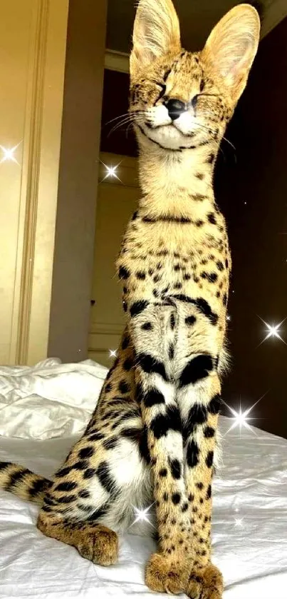 Elegant serval cat sitting on a bed, showcasing its spots and unique look.