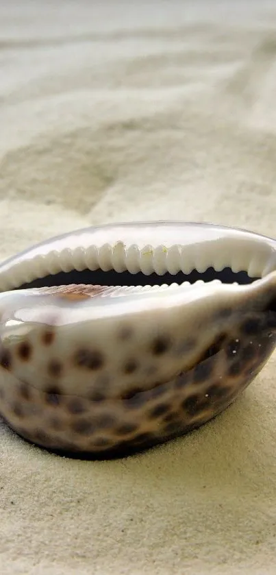 Close-up of a seashell resting on sandy beach.