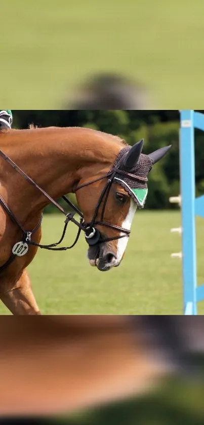 A graceful show jumping horse against a green field backdrop.