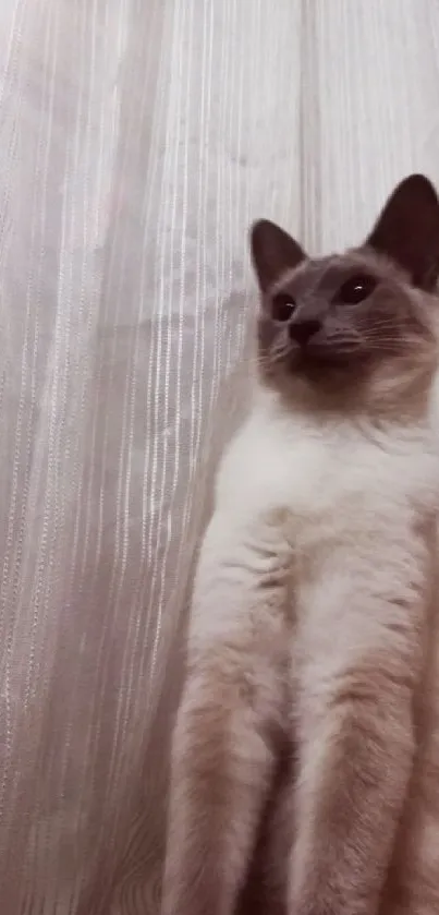 Elegant Siamese cat in front of sheer curtain background.